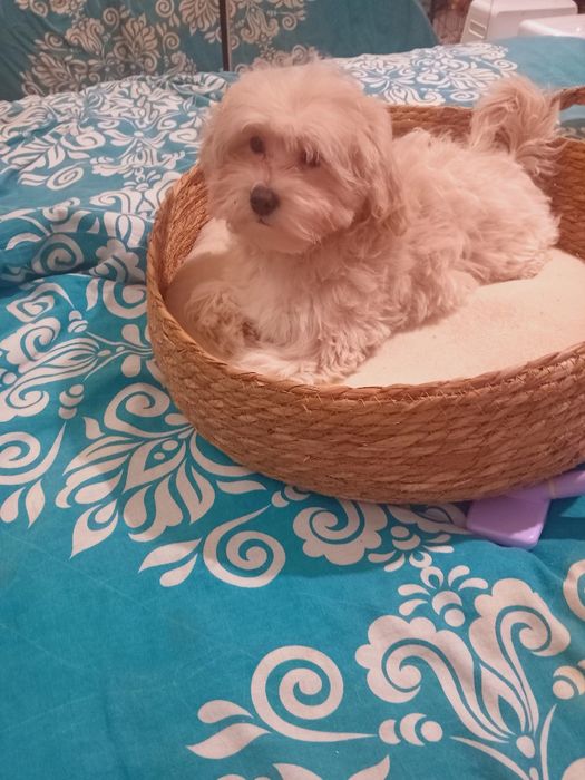 Maltipoo, suczka