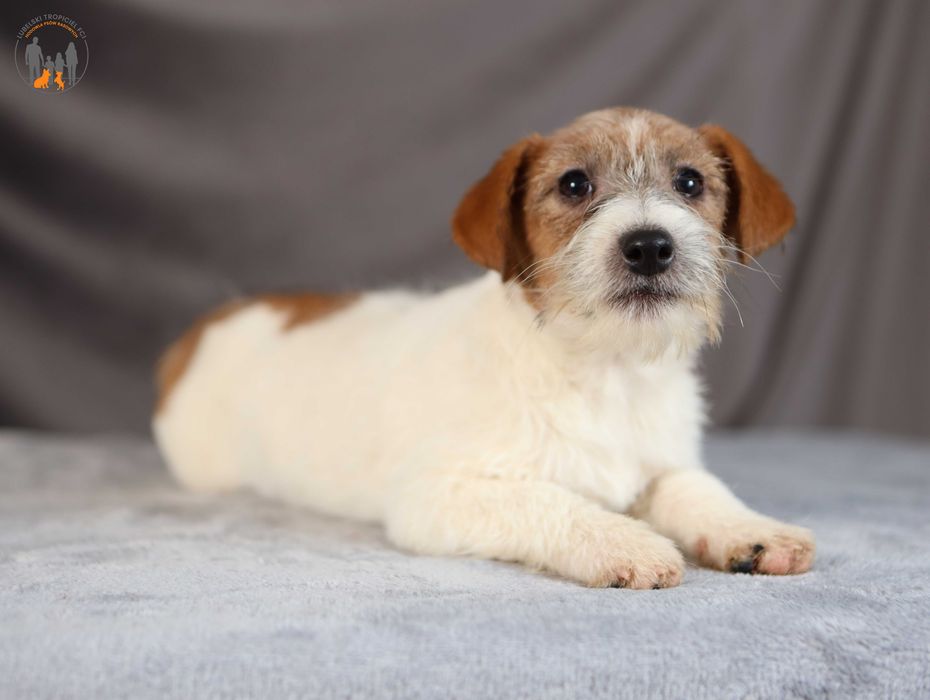 Jack Russell Terrier piękna , spokojna suczka