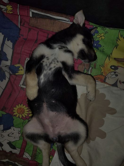 Найти семью для Дэи