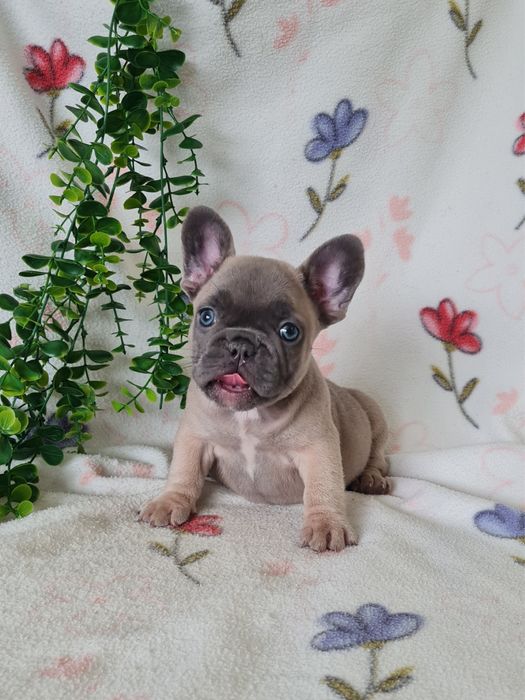 Excelente menina blue fawn Bulldog/Bouledogue Frances de Qualidade
