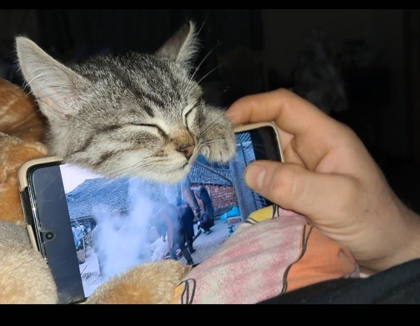 Віддам у добрі руки КОТА