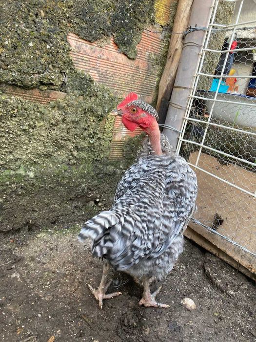 Galos de varias raças