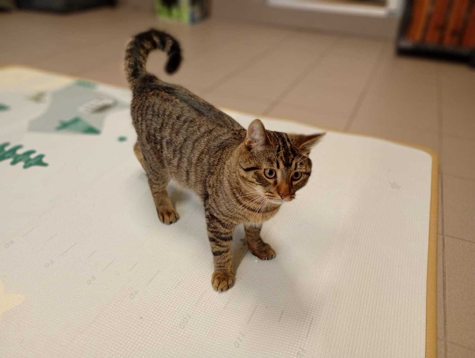 Myrciu- młody kocurek do adopcji