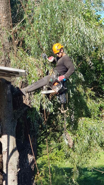 Видалити дерево удалить зрізати обрізка  кронувати спилить видалення