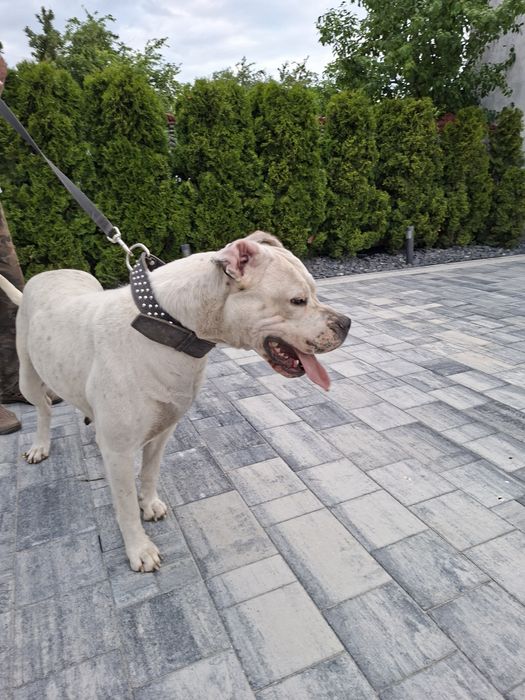 Dog argentynski argentino  suczka szczeniak