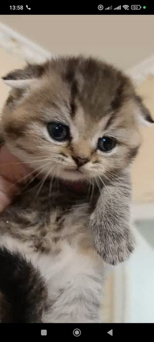 Неперевершені шиншиллята