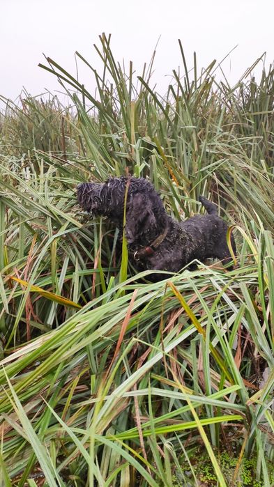 Дратхаар вязка ФМСУ