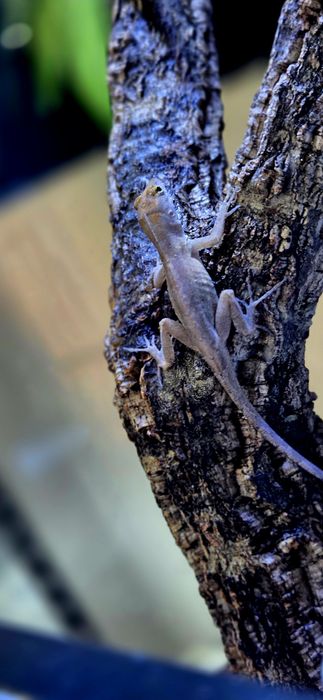 anolisy sagrei (anolis brunatny)
