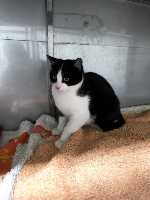 Kocurek RODOS szuka domku!