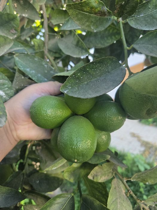 Limas Biológicas para venda