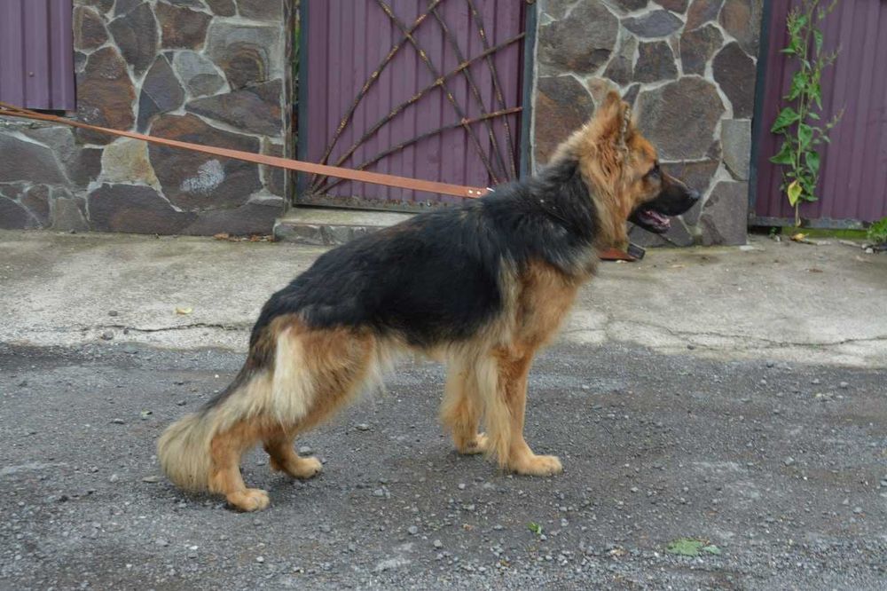 Продаються цуценята німецької вівчарки