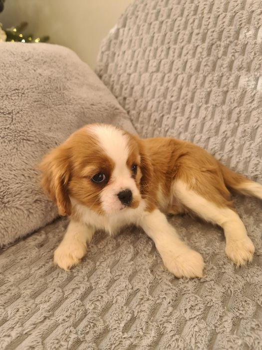 Cavalier suczka z czteropokoleniowym rodowodem