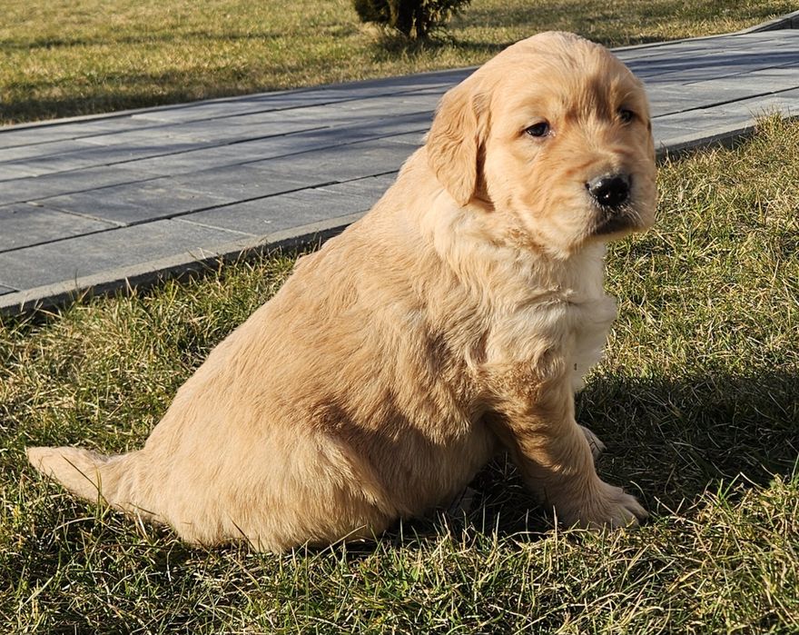 Golden retriver złoty