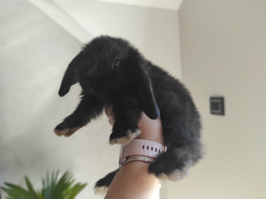 Mini Lop Czystej Rasy Malutkie Króliczki z WYPRAWKĄ