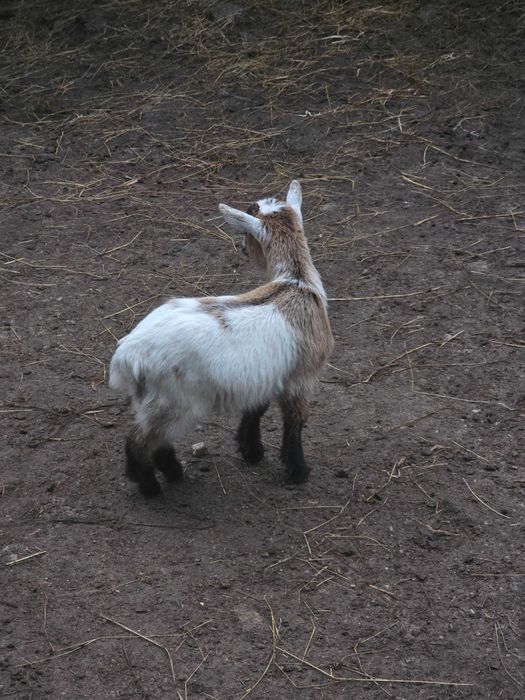 Cabras Anãs Machos e Fêmeas