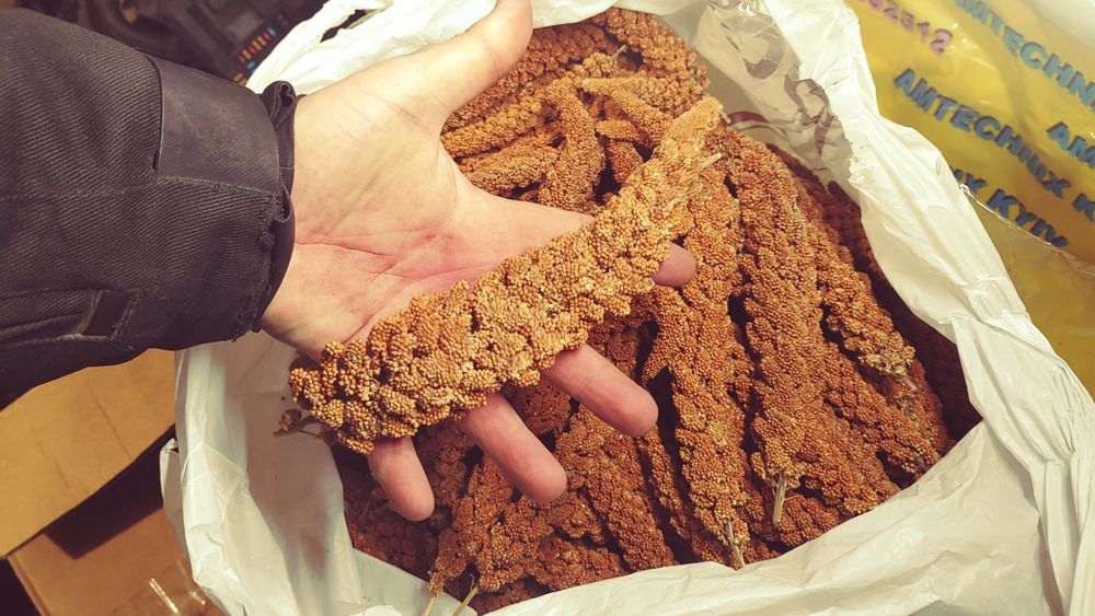 Чуміза для папуг і гризунів чумища колоски  корм для пташок волнистик