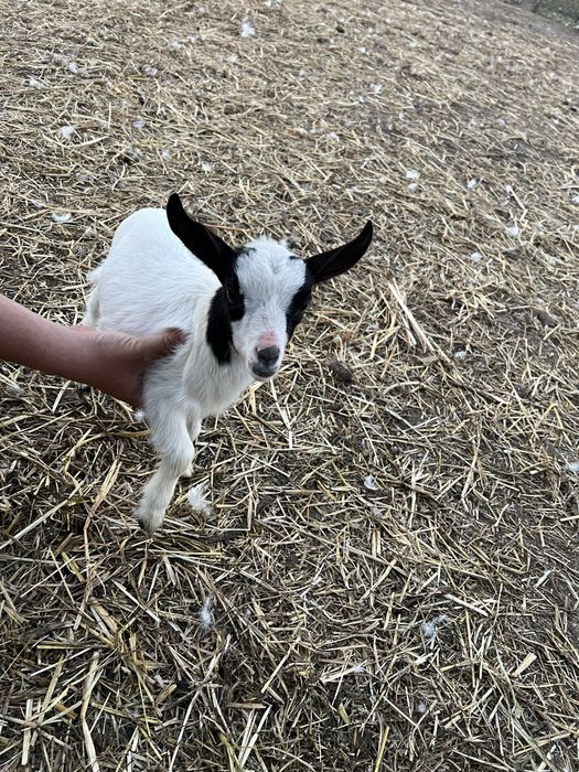 Tenho cabras anas para venda 2 machos