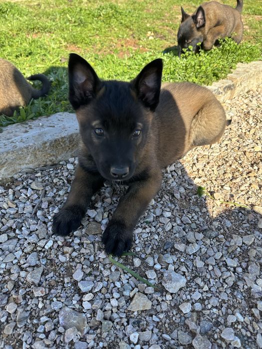 Femea Pastor Belga Malinois