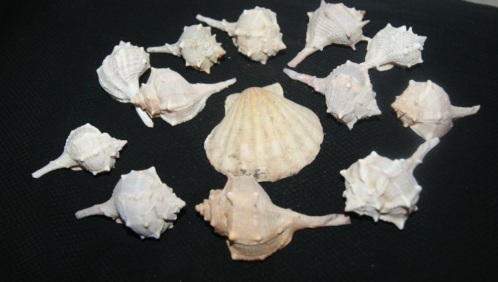 komplet muszli morskich