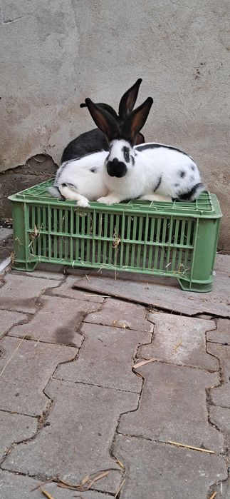 Srokacz olbrzym mlode