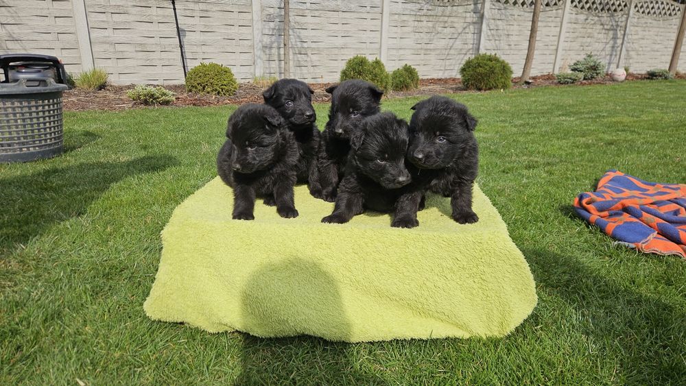 Owczare niemiecki szczeniak