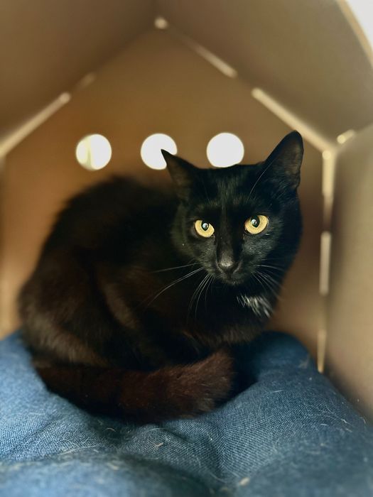 Киця над якою знущались врятуй, добрі руки кошка безкоштовно бесплатно