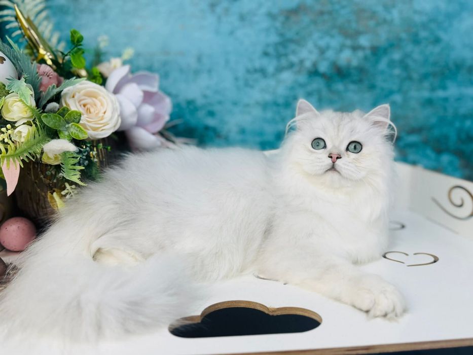 Шотландський котик