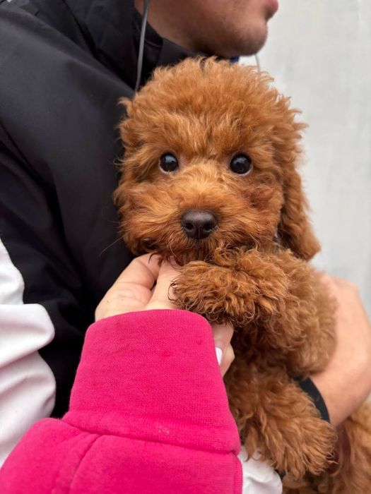 Хлопчик той- пудель