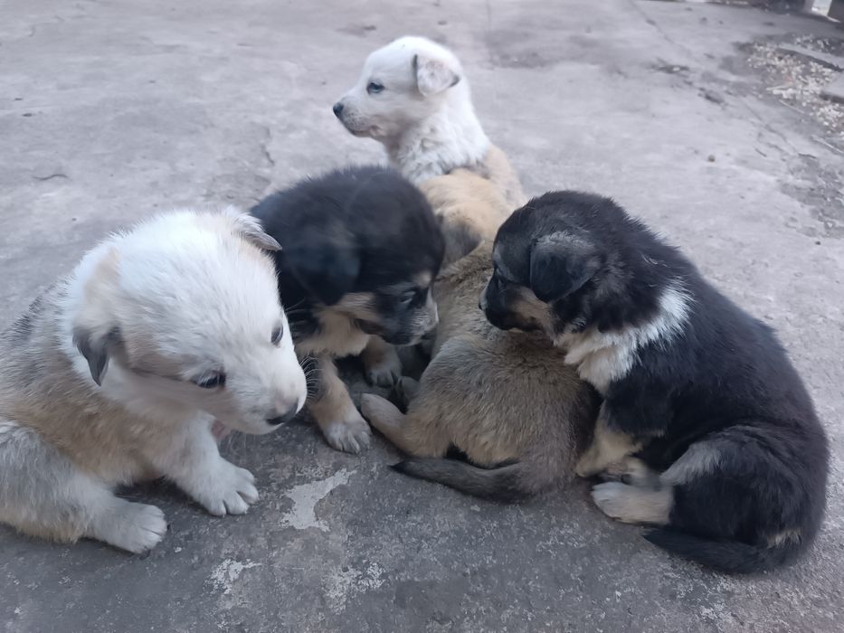 Віддам у добрі руки цуценят
