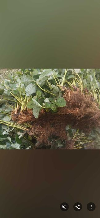 sadzonki truskawek pozostałość po posadzeniu