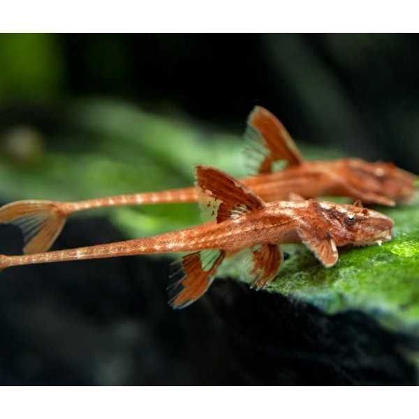 Ryby Loricaria Red (Rineloricaria sp. red). Cetarius