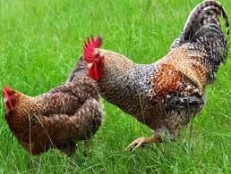 Кури несушки! Кобеляки! Доставка безкоштовна!