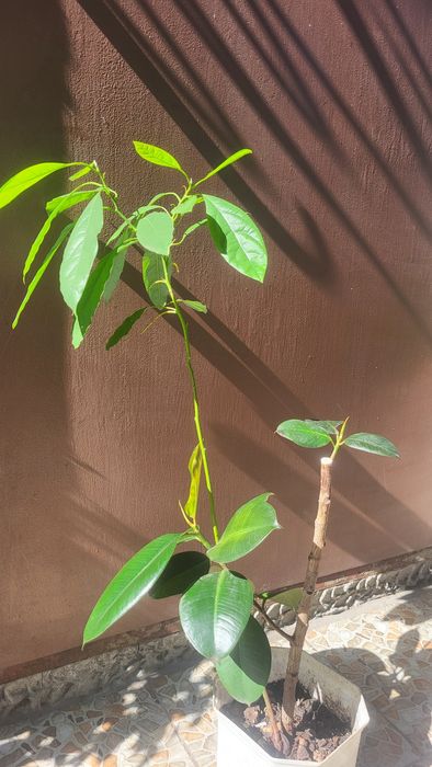 Кімнатні рослини розпродаж : гібіскус, лимон, грейпфрут...