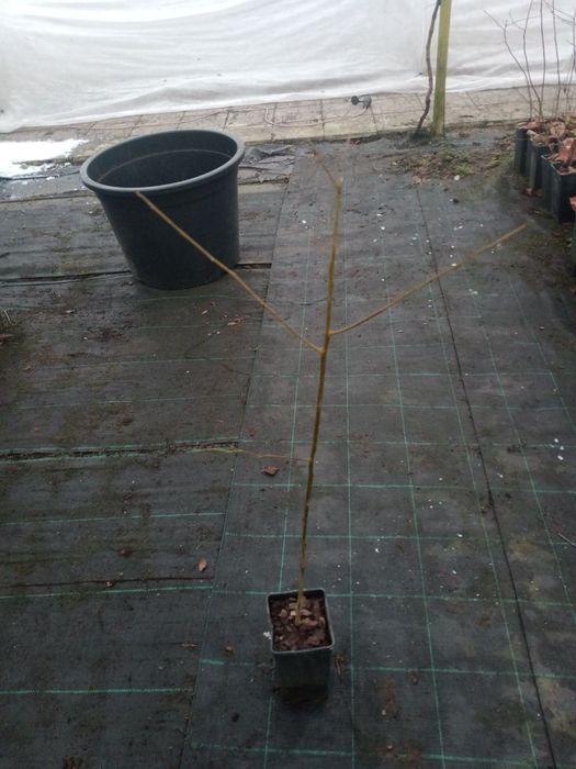 Хурма ЗКС, в контейнері