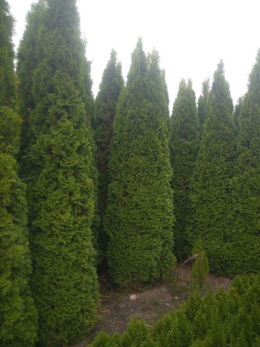 Duże Thuja  Smaragd do3 m. Tuja Szmaragd Producentem Okazjia Promocja