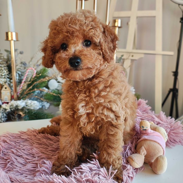 Poochon / Bichpoo / Pudel Toy piesek