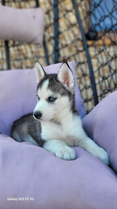 Siberian Husky Błekitne Oczy  Śliczny Maluch