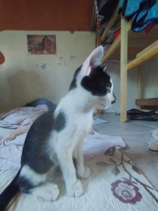 gatinha 3 meses fêmea