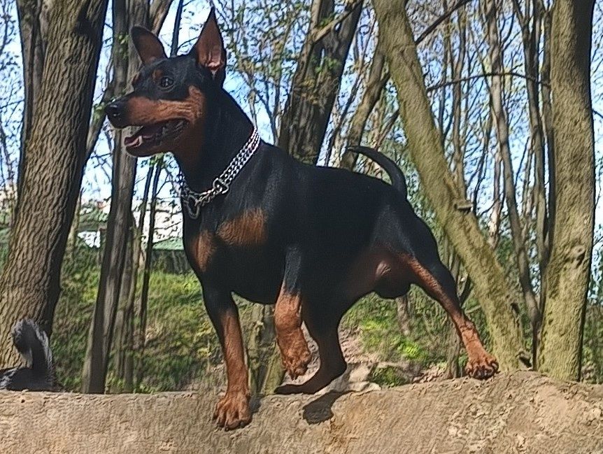 Карликовый пинчер, миниатюрный доберман