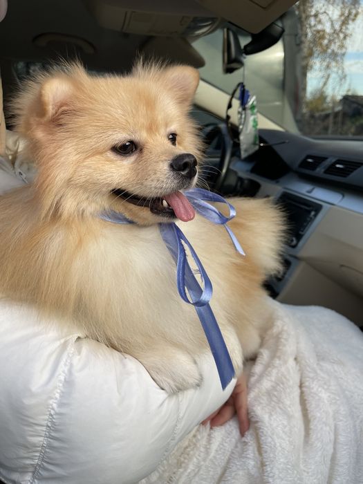 Міні-принци Померанські шпіци чекають на свої сімї