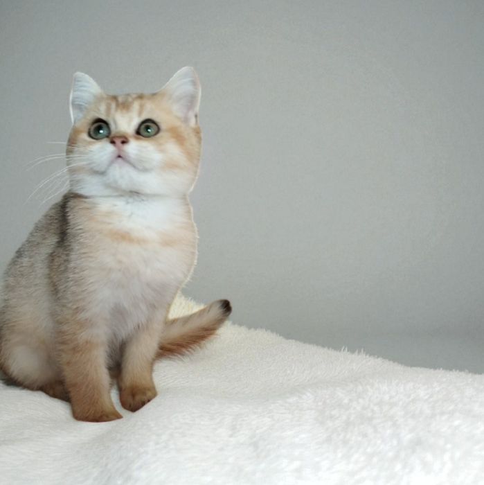 Пухнасте щастя. Котик.