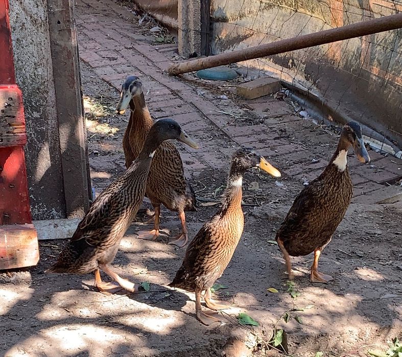 Patos  indianos corredores