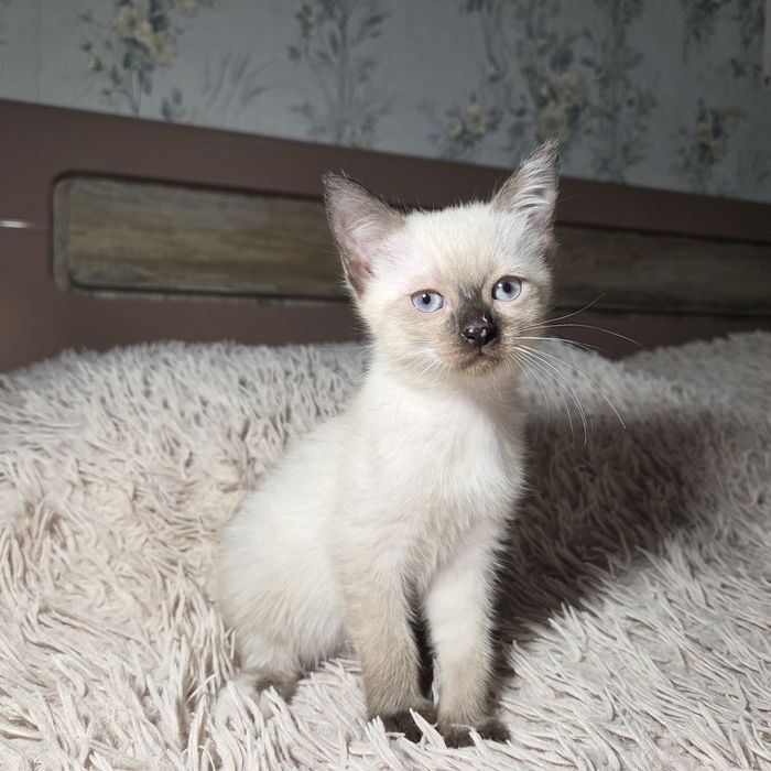 Кошенята шукають родину