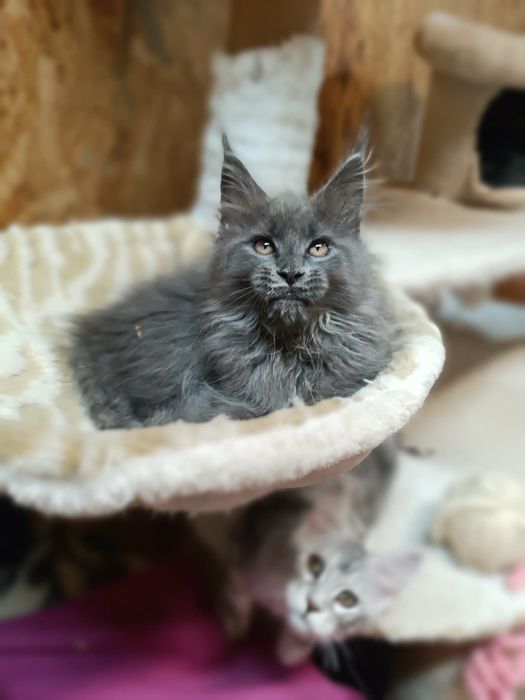 Kawaler solid Maine Coon