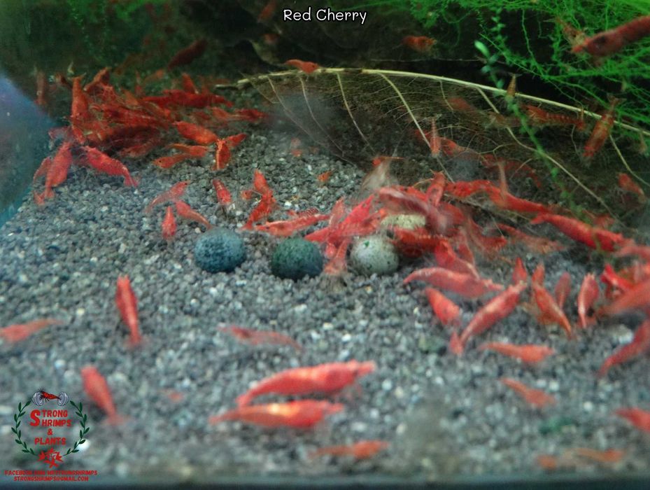 Krewetki Neocaridina Red Cherry woda kranowa ZAMIANA GRATIS PROMOCJA