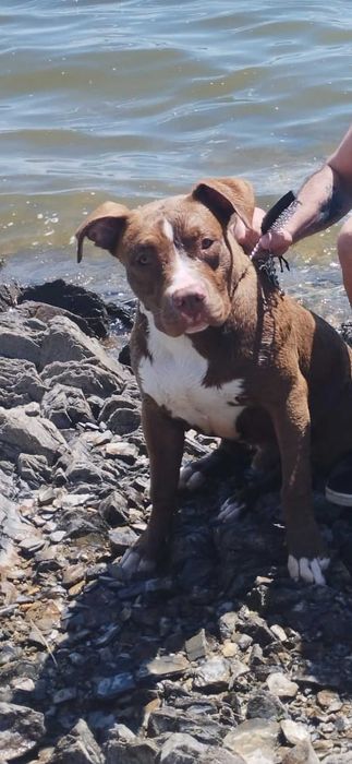 Pitbull para Adoção