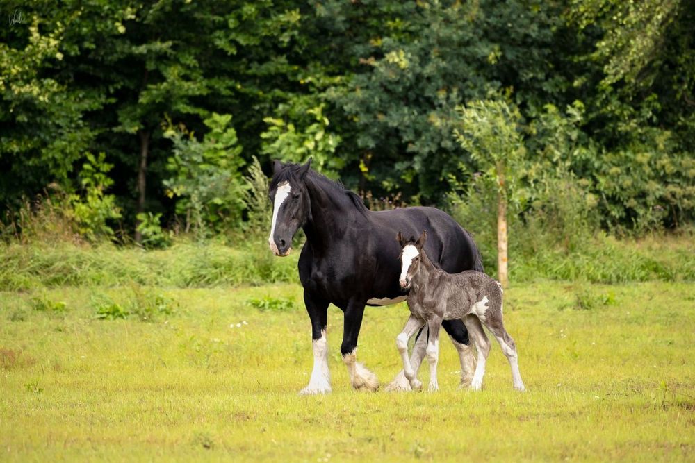 Stanówka ogier Shire KNUTSFORD RICOCHET 195cm, licencja SHS i PZHK