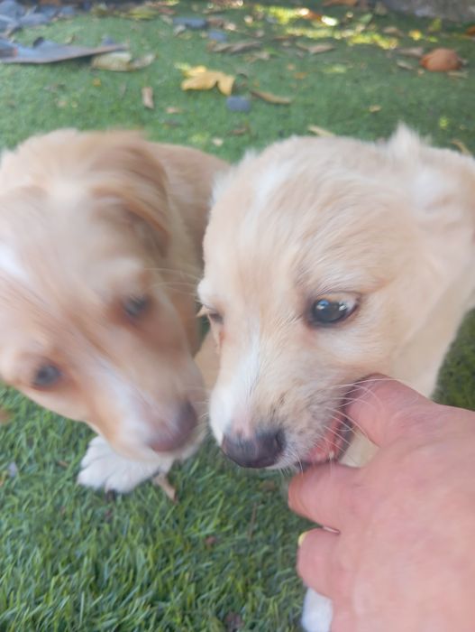 Filhotes de cães porte médio/ pequeno