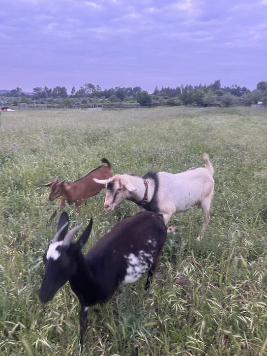 Cabras com cabritos e chibo