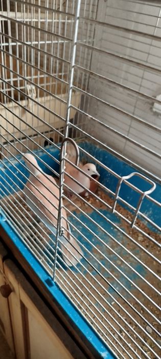 Cukrówki sprzedam lub zamienię